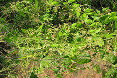 Tylophora indica var. glabra